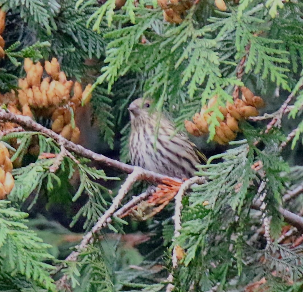 Pine Siskin - ML610422175