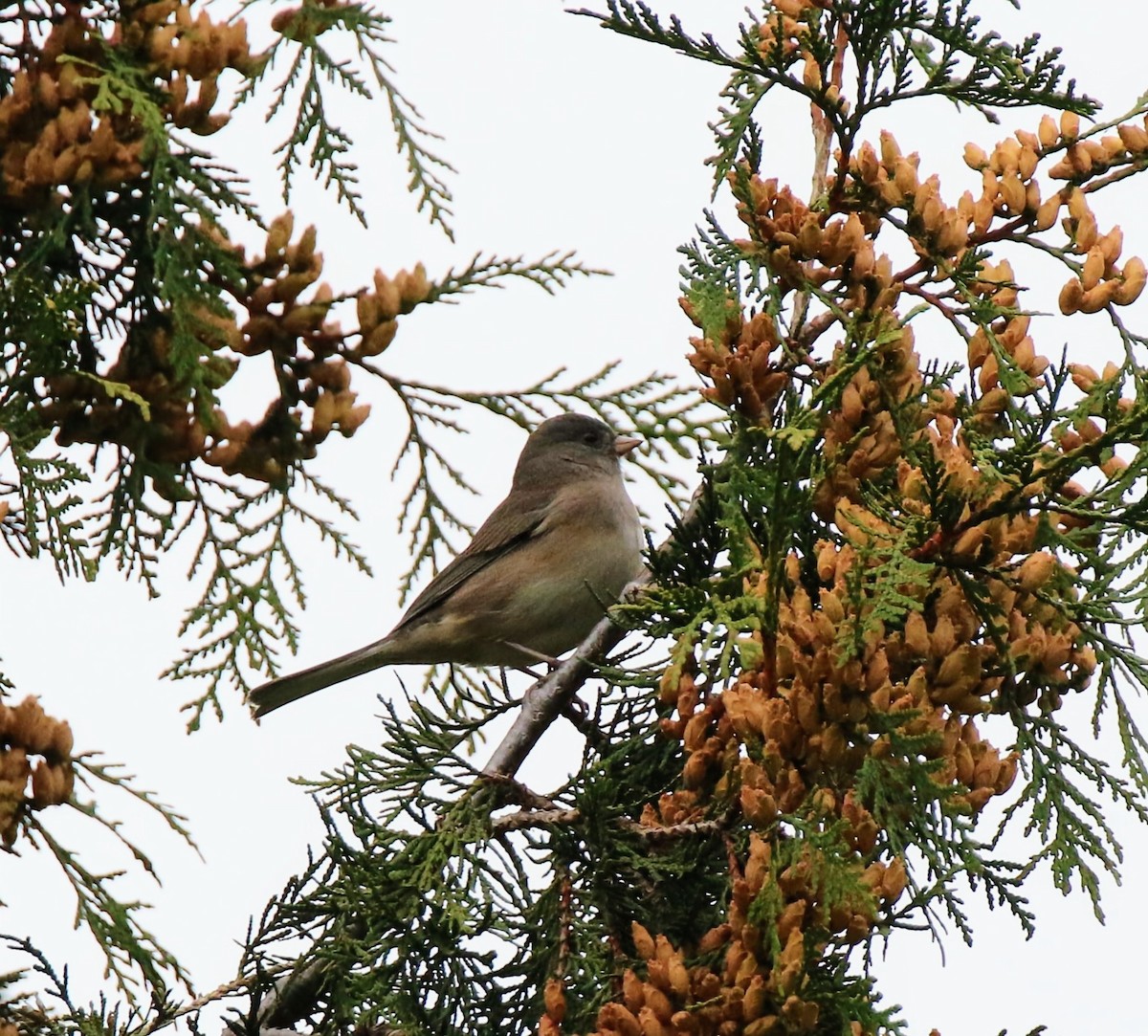 Dark-eyed Junco - ML610422177