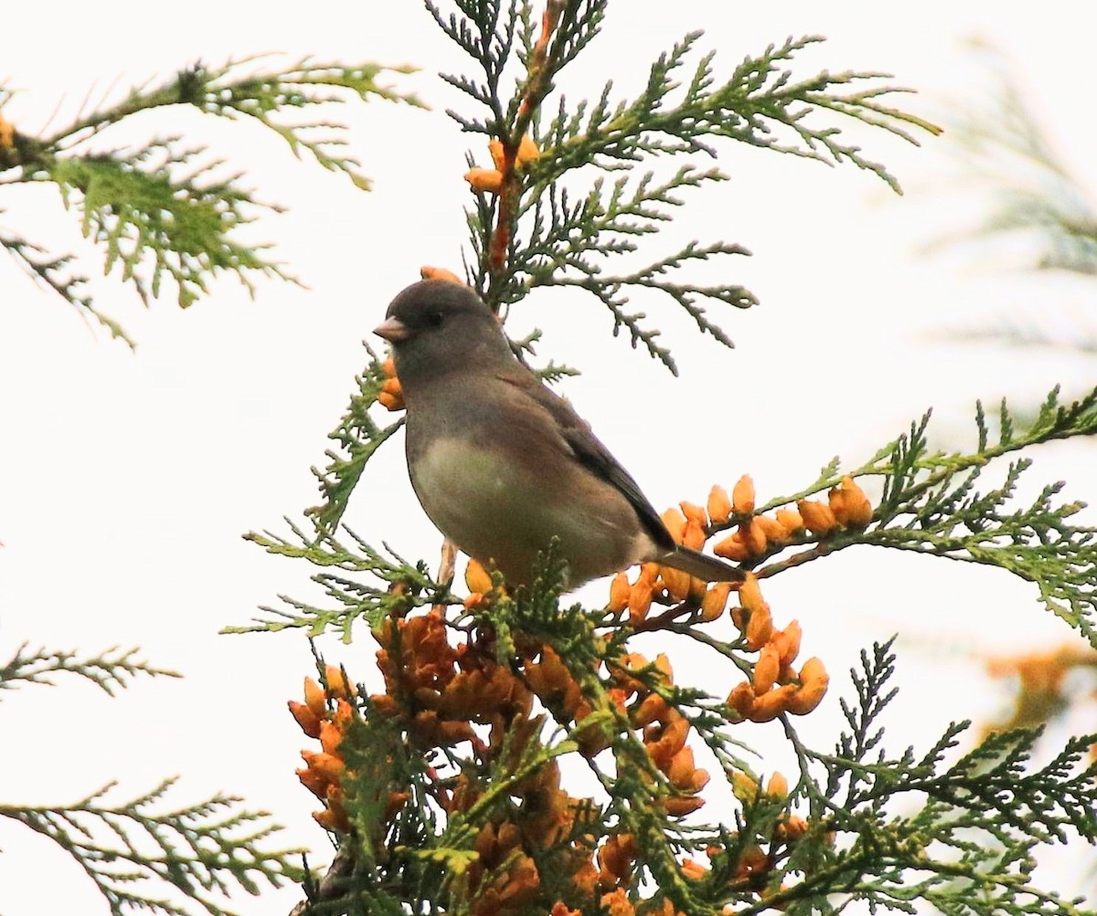 Dark-eyed Junco - ML610422178