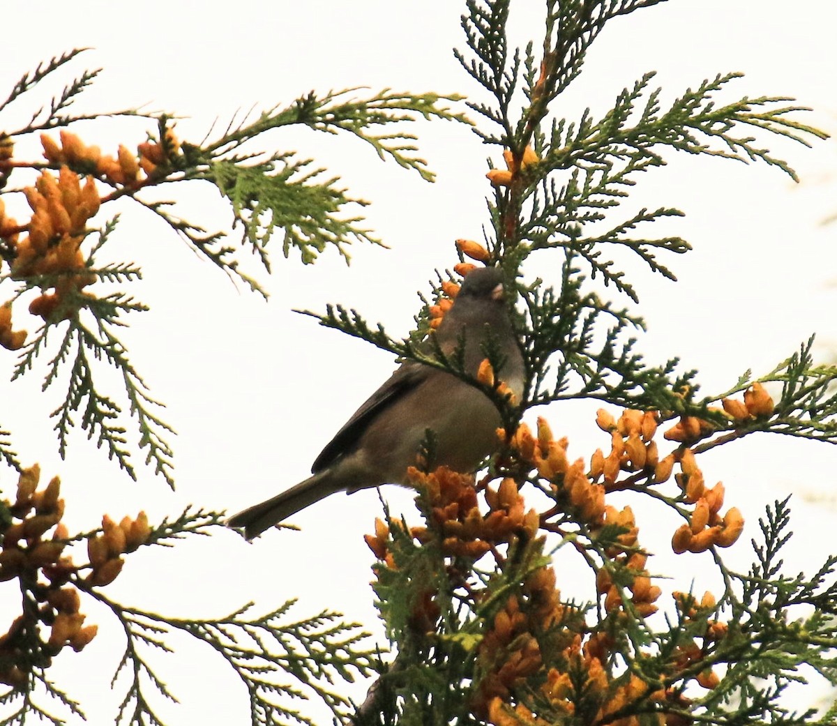 Dark-eyed Junco - ML610422179