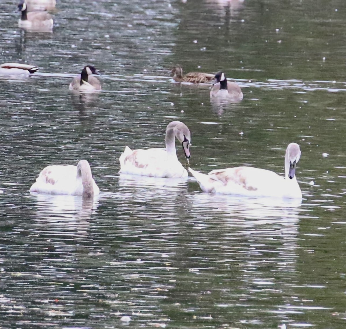 Mute Swan - ML610422211