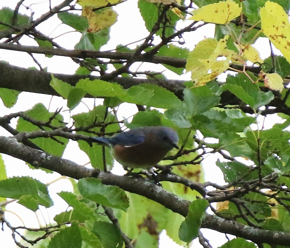 Eastern Bluebird - ML610422219