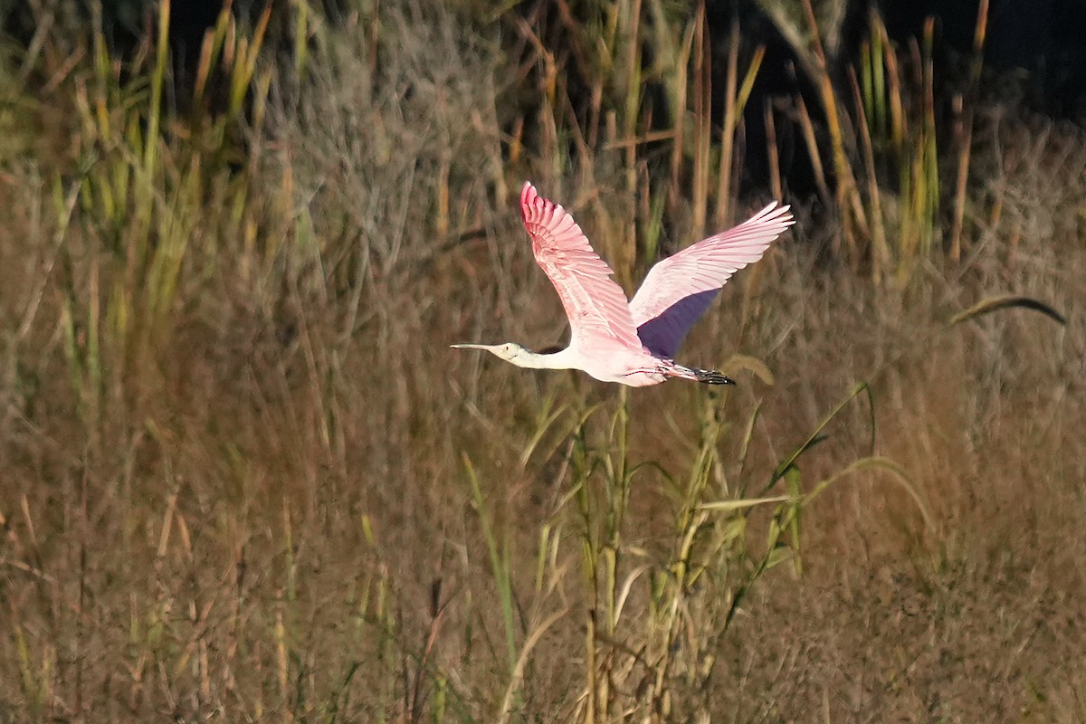 Roseate Spoonbill - ML610422225