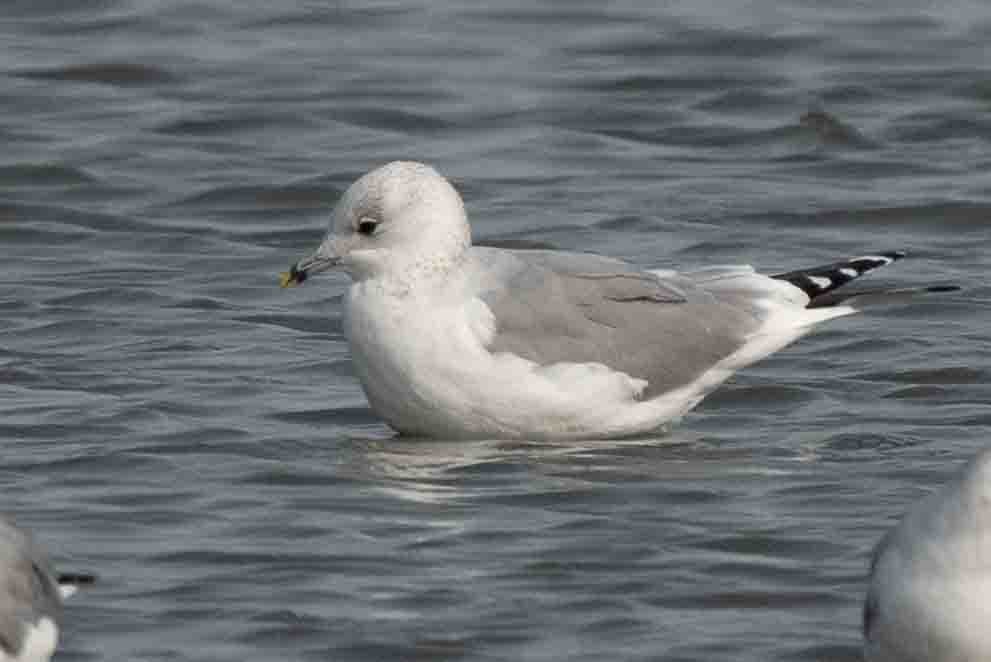 Common Gull - ML610422304