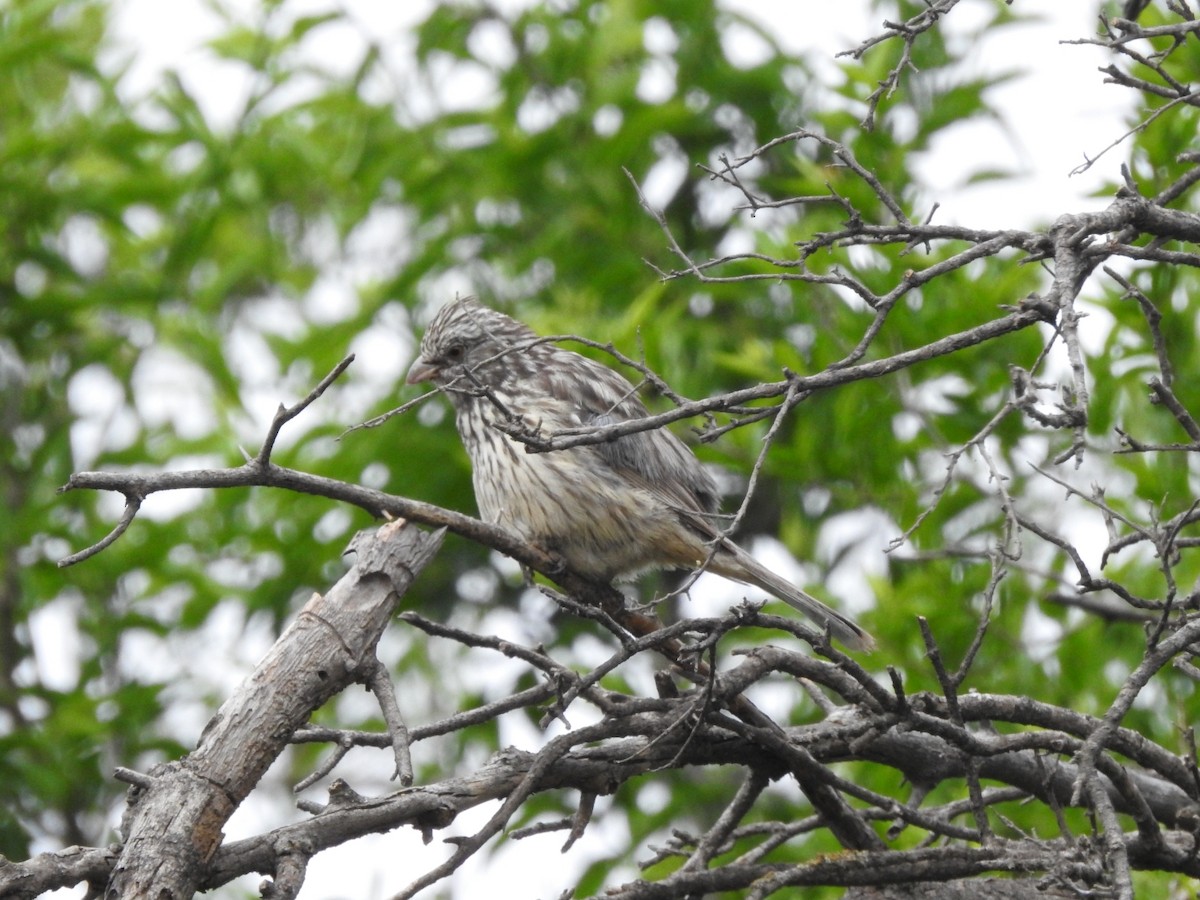 White-tipped Plantcutter - Fernando Muñoz