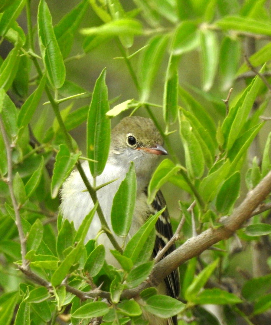 Small-billed Elaenia - Fernando Muñoz