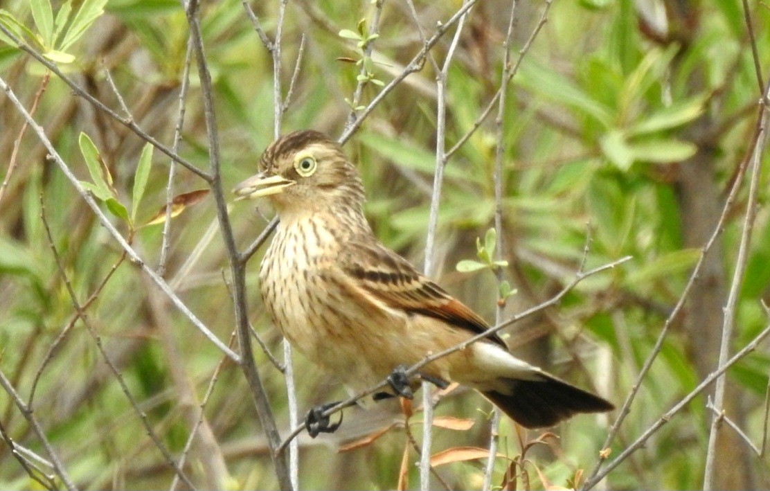 Spectacled Tyrant - ML610422331