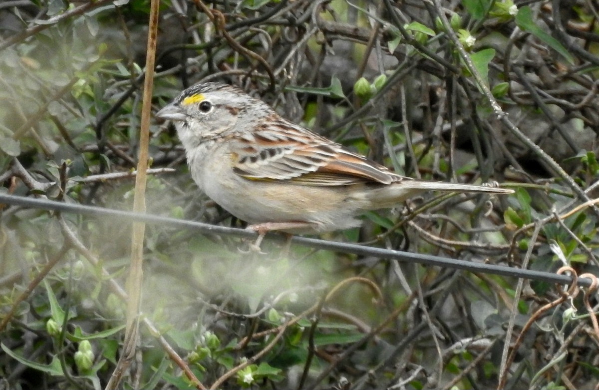 Grassland Sparrow - Fernando Muñoz