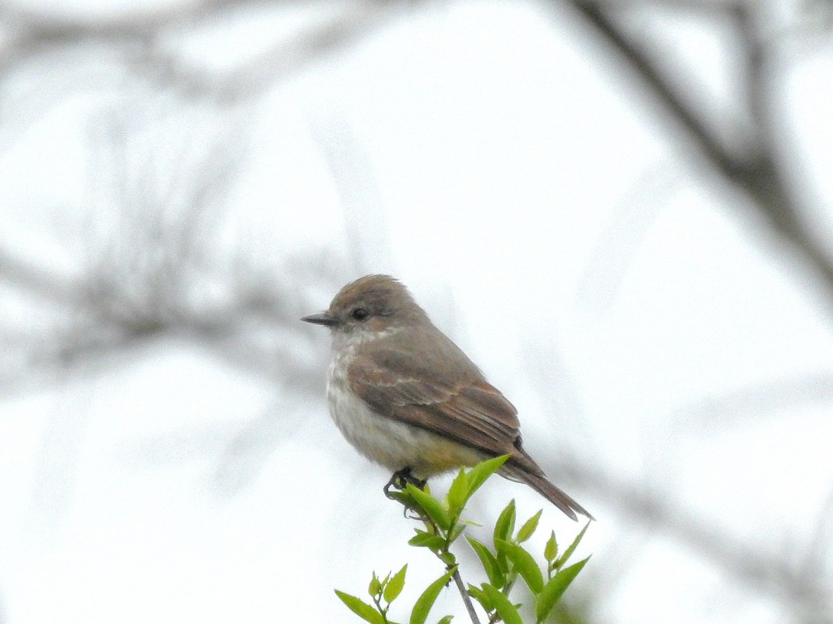 Vermilion Flycatcher - Fernando Muñoz