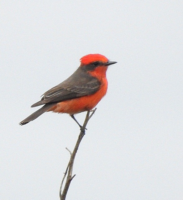 Vermilion Flycatcher - ML610422341