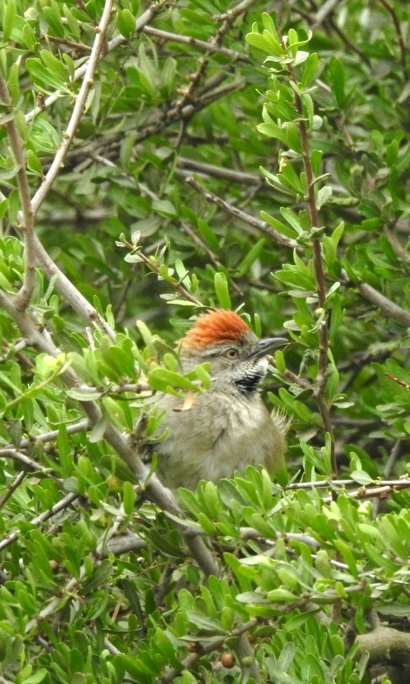 Sooty-fronted Spinetail - Fernando Muñoz