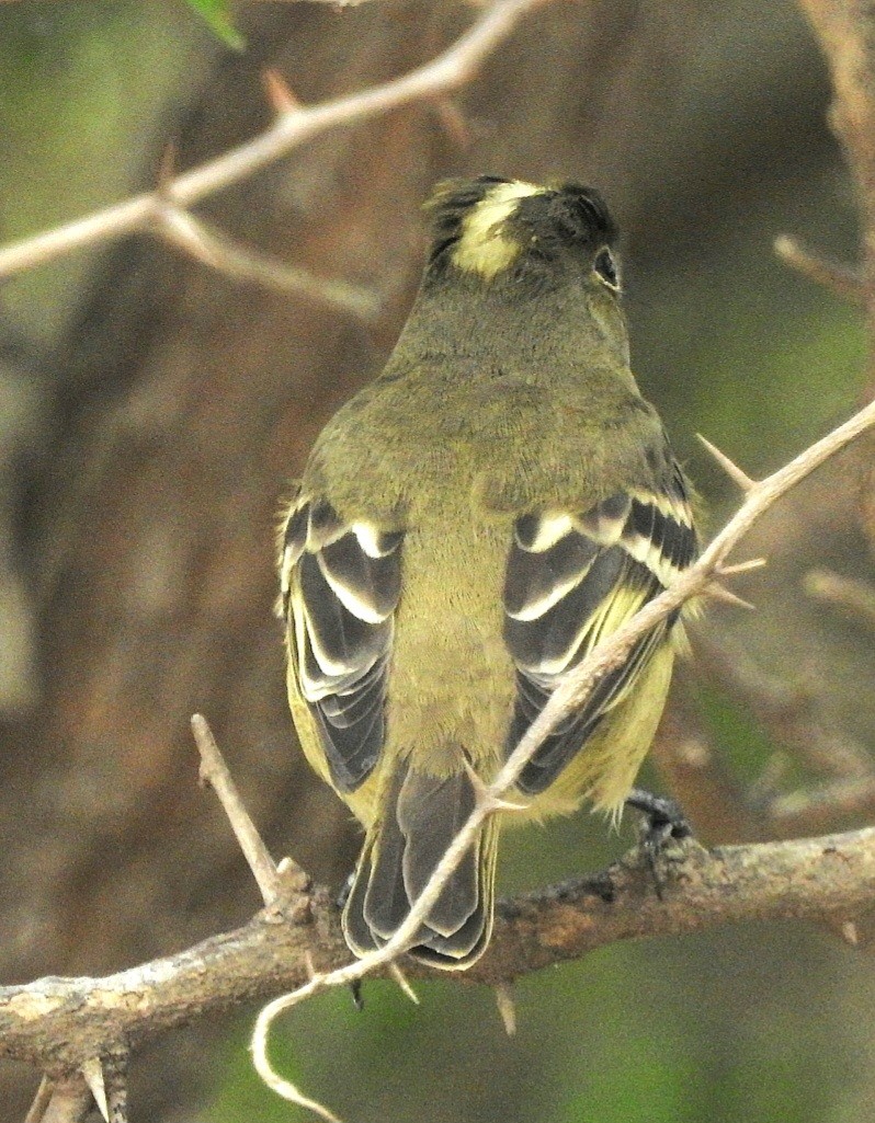 White-crested Elaenia - Fernando Muñoz