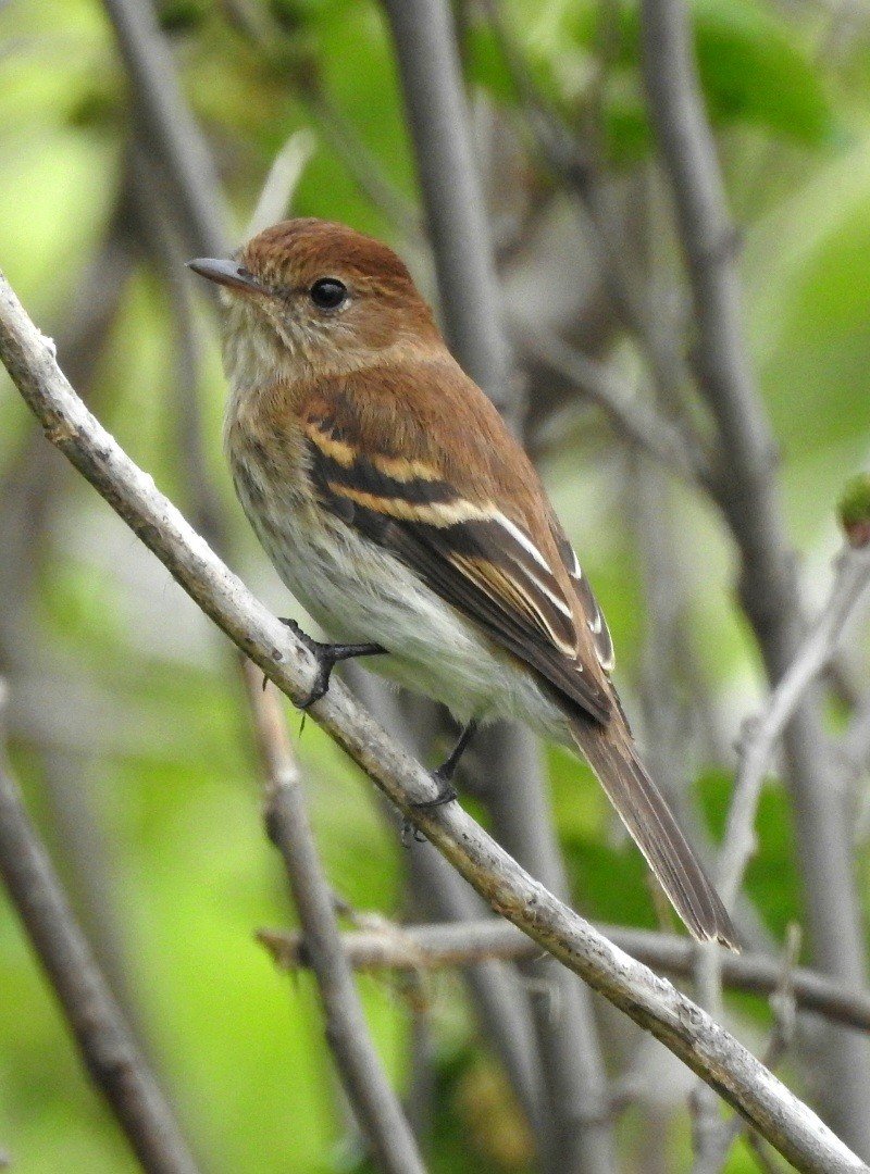 Bran-colored Flycatcher - Fernando Muñoz