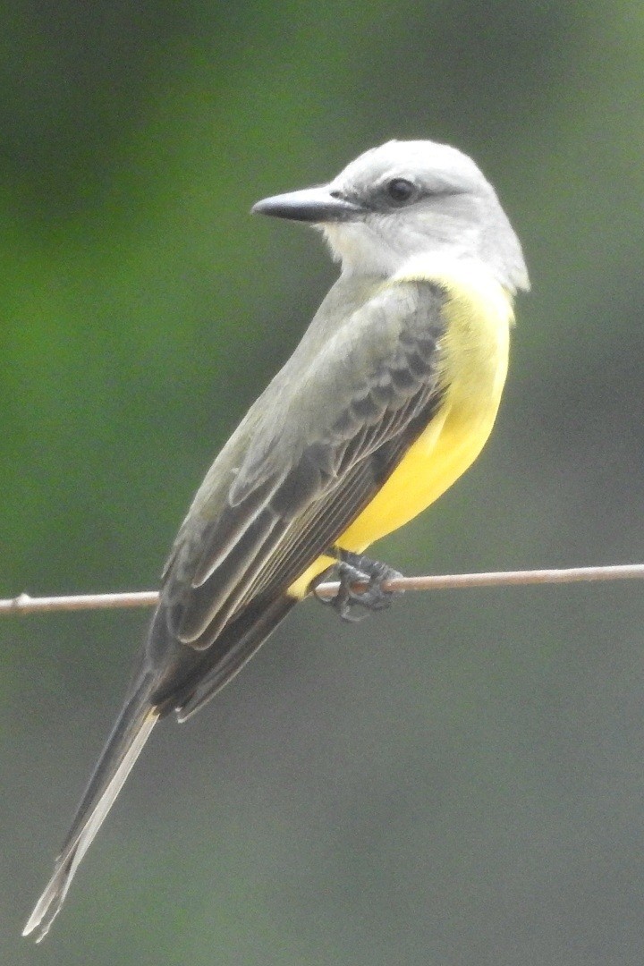 Tropical Kingbird - Fernando Muñoz