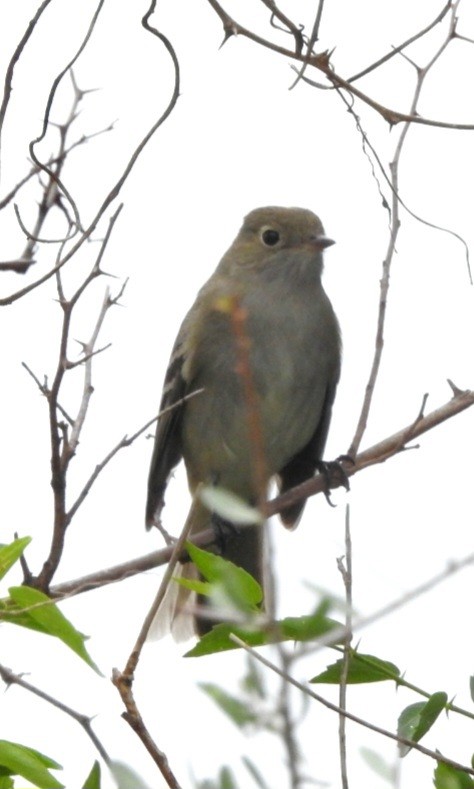 White-crested Elaenia - Fernando Muñoz