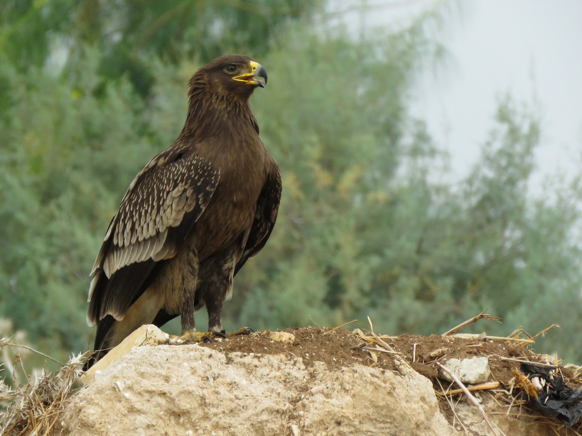 Greater Spotted Eagle - ML610422483