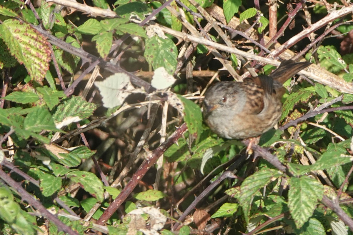 Dunnock - ML610422517