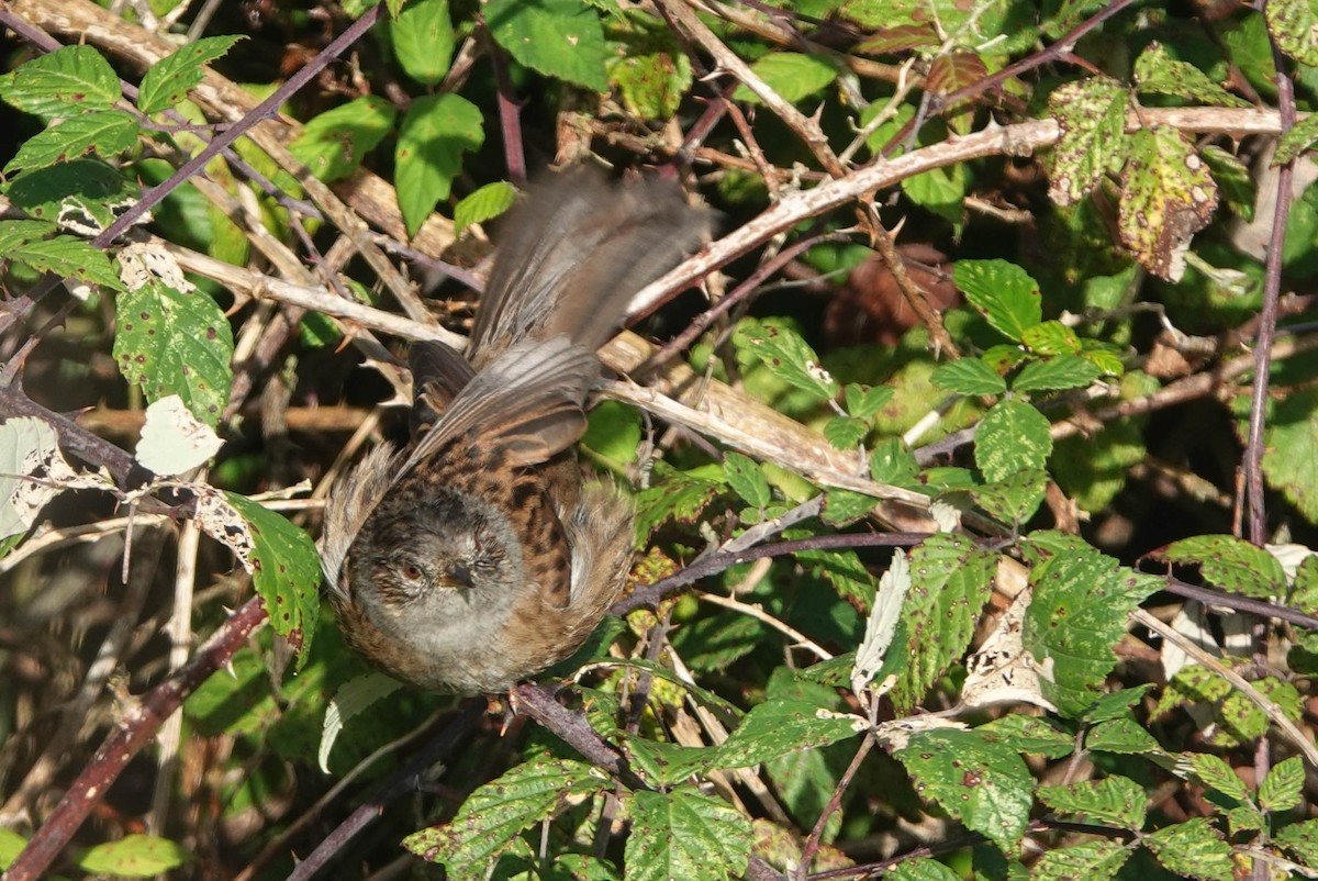 Dunnock - ML610422518