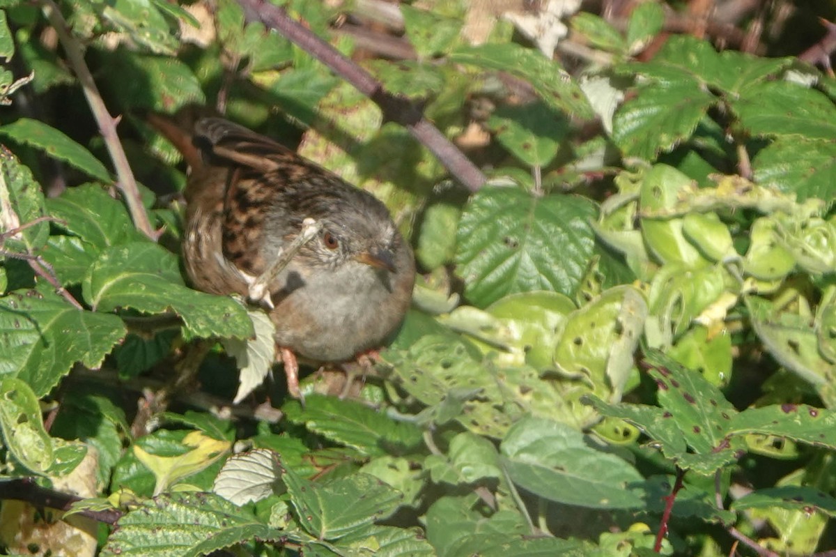 Dunnock - ML610422519