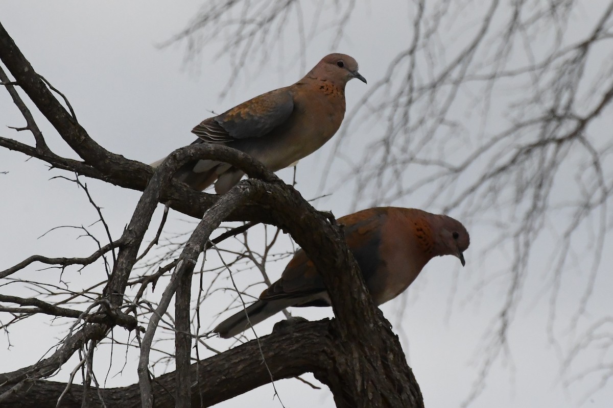 Laughing Dove - Michael Louey