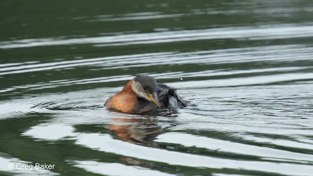 赤頸鸊鷉 - ML610422785