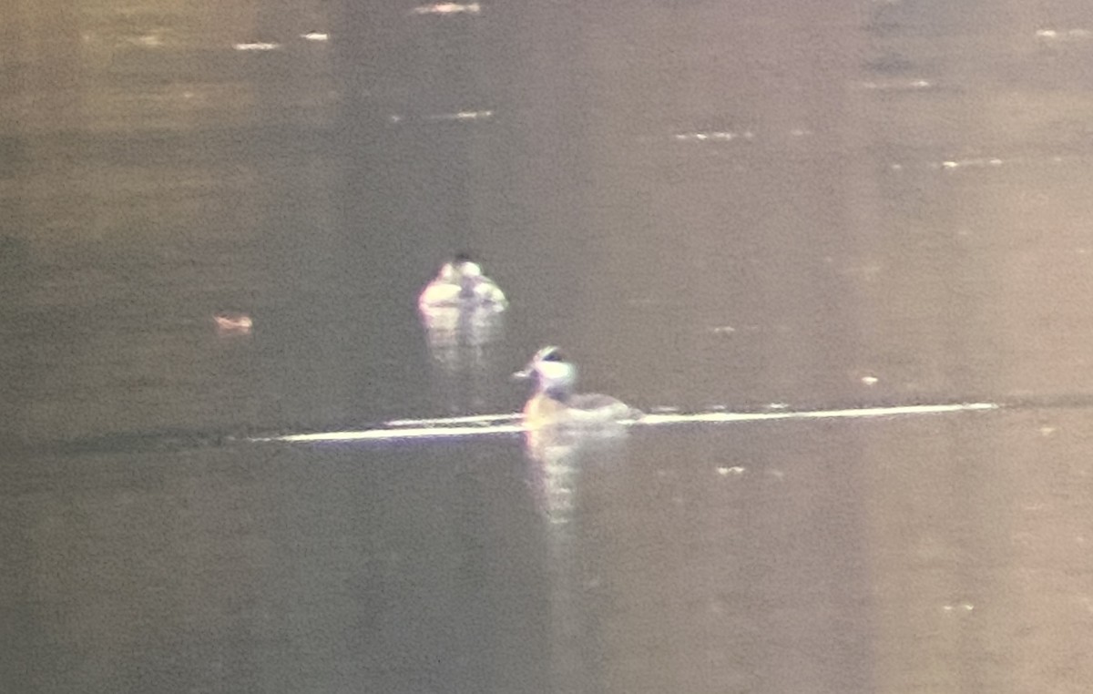 Ruddy Duck - ML610422965