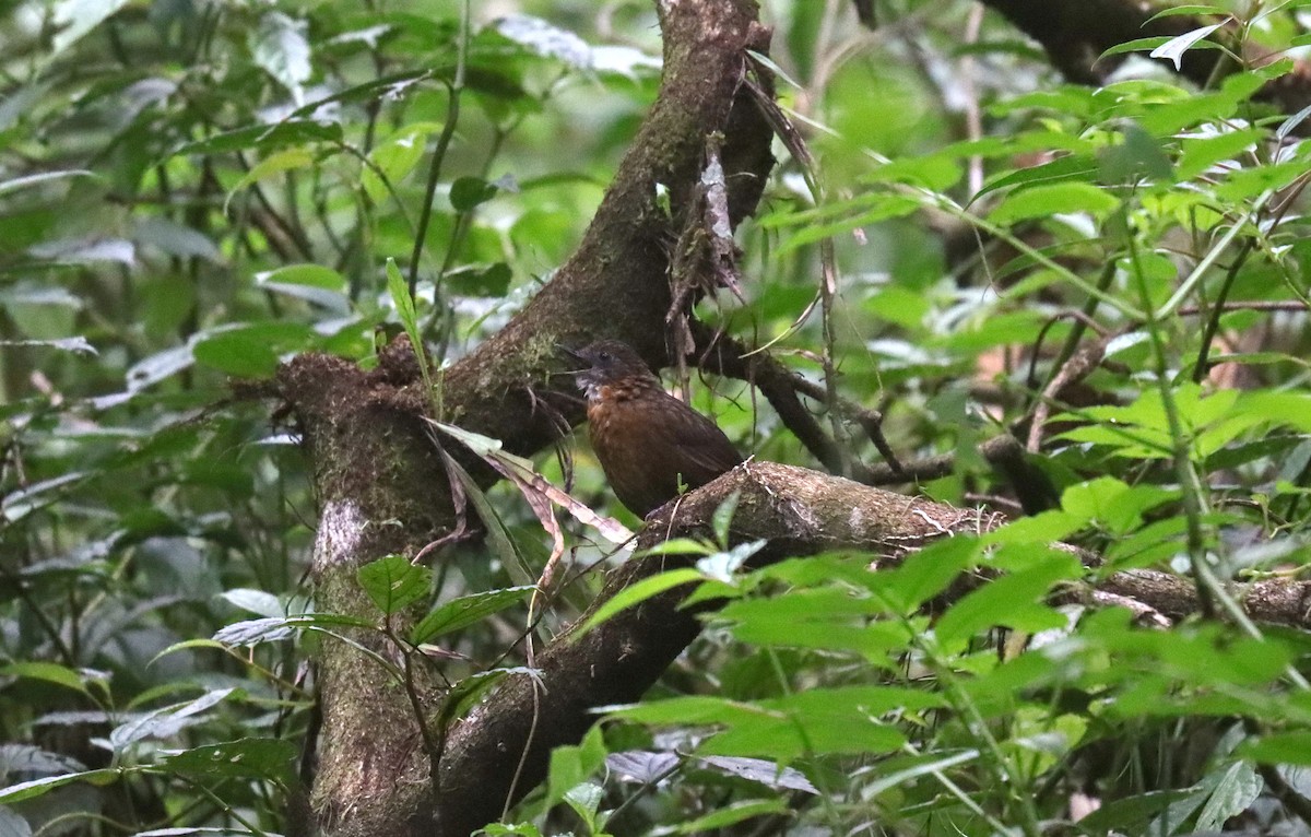 Rusty-breasted Wren-Babbler - ML610422967