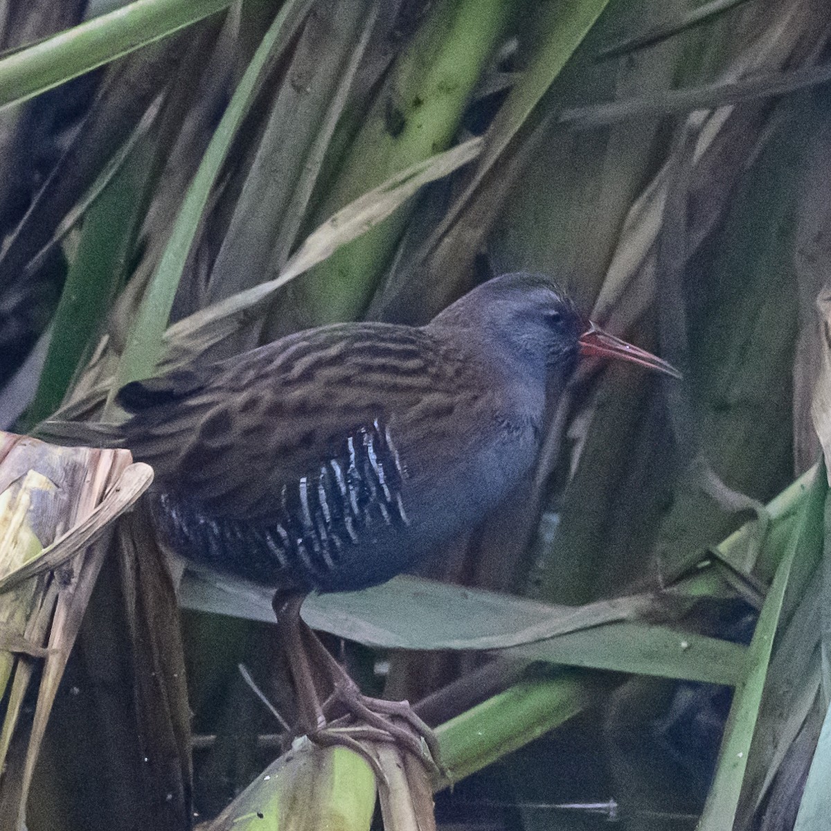 Water Rail - Phil Bishop