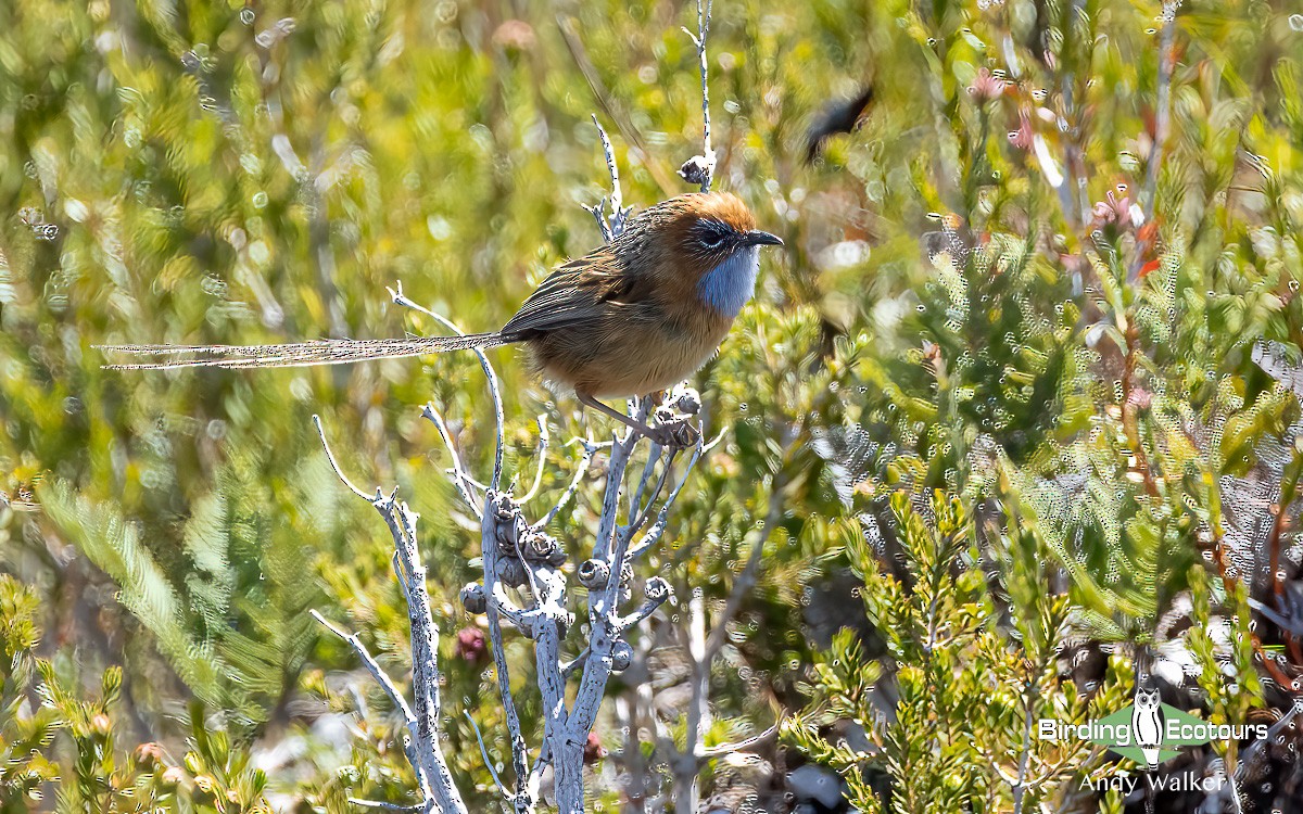 Southern Emuwren - Andy Walker - Birding Ecotours