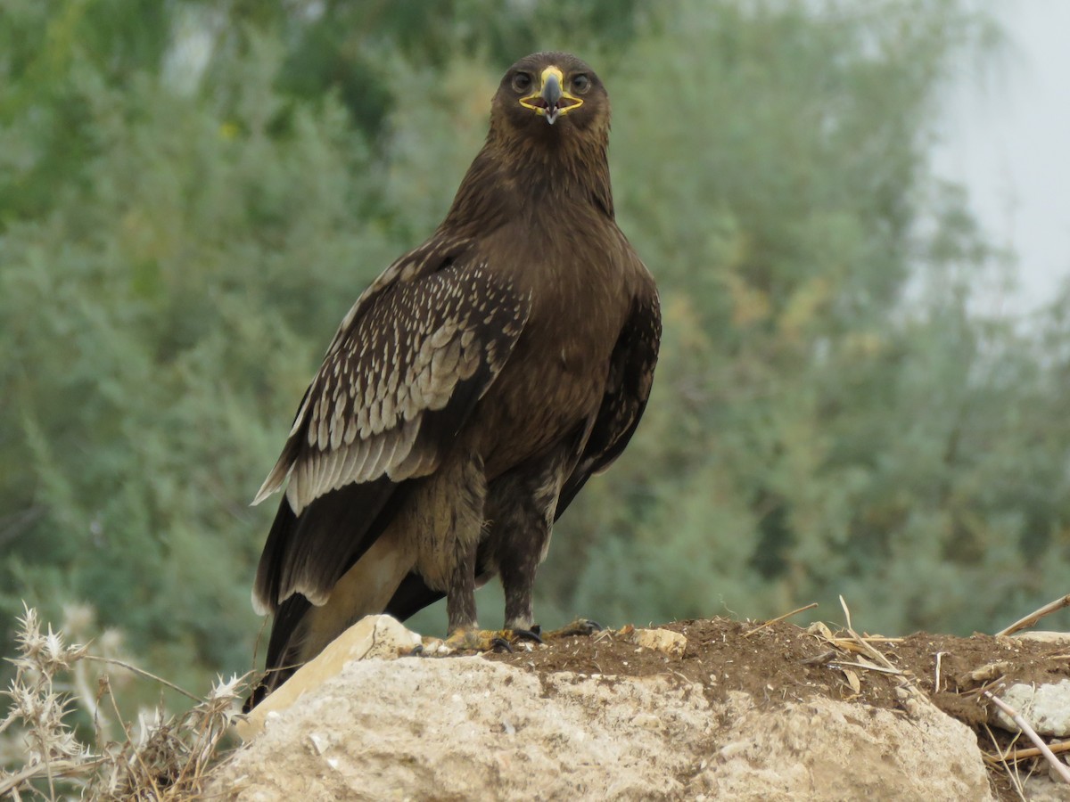 Greater Spotted Eagle - ML610423072