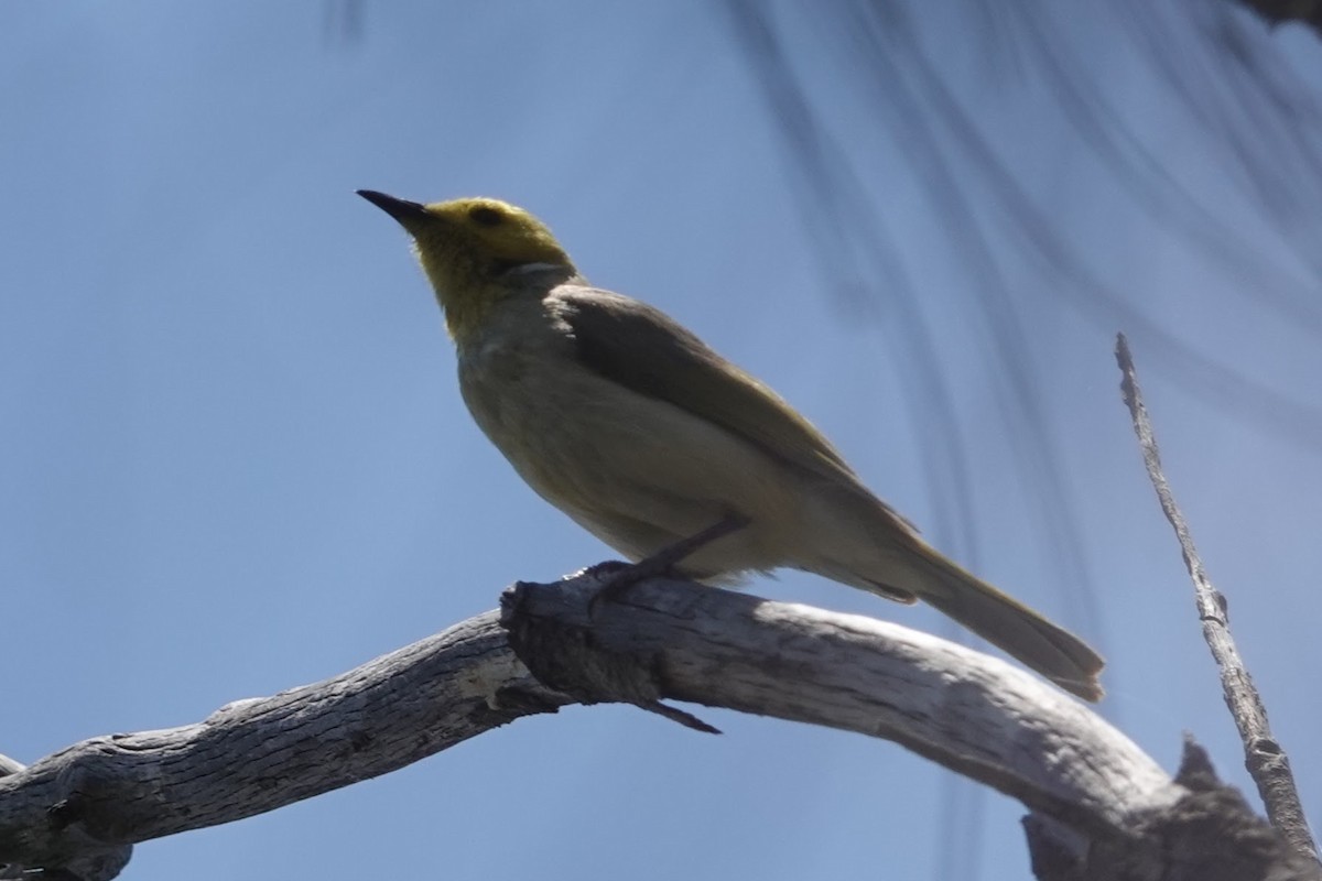 White-plumed Honeyeater - ML610423092