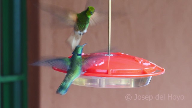 Buff-tailed Coronet - ML610423139