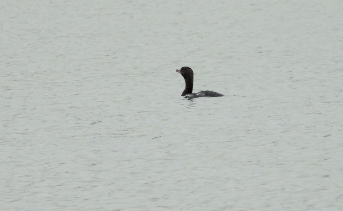 Double-crested Cormorant - ML610423161