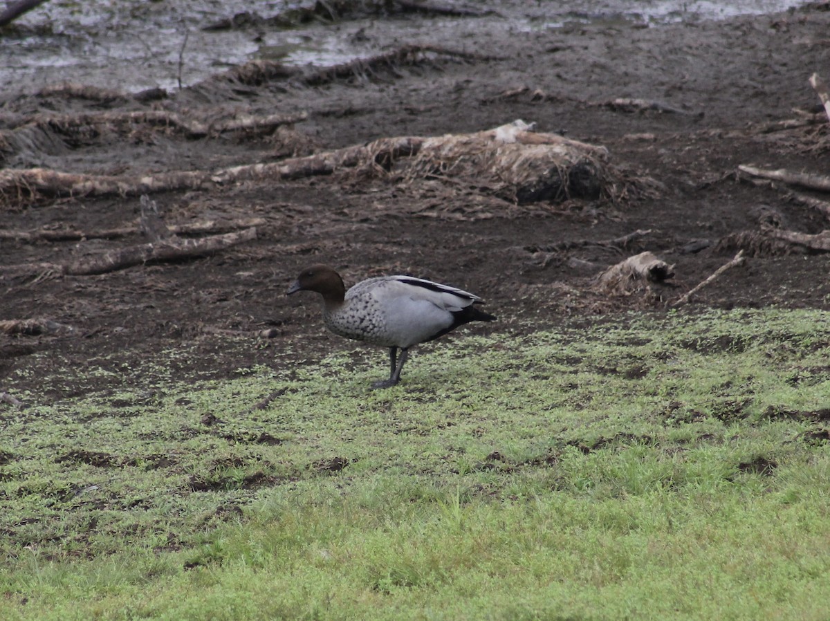 Maned Duck - ML610423235