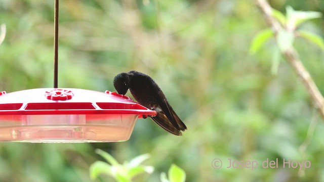 Buff-tailed Coronet - ML610423286