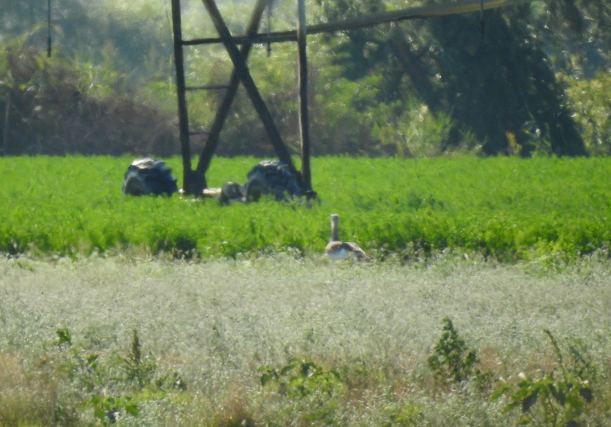 Great Bustard - Ricardo Salgueiro