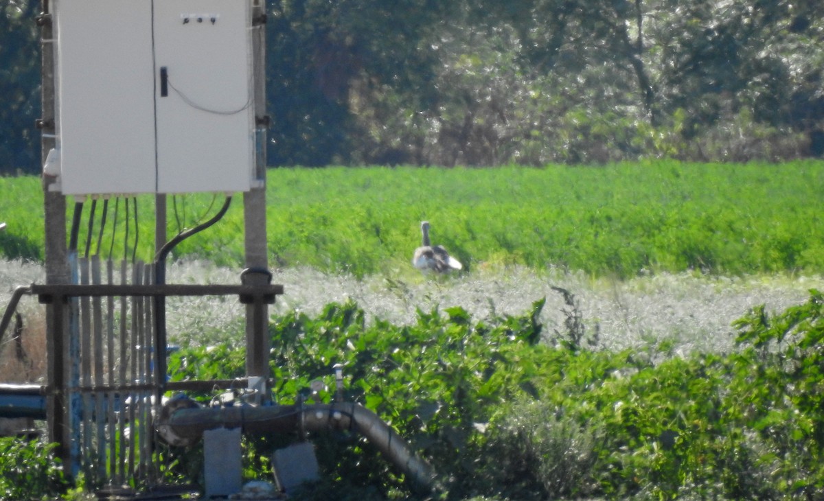 Great Bustard - ML610423317