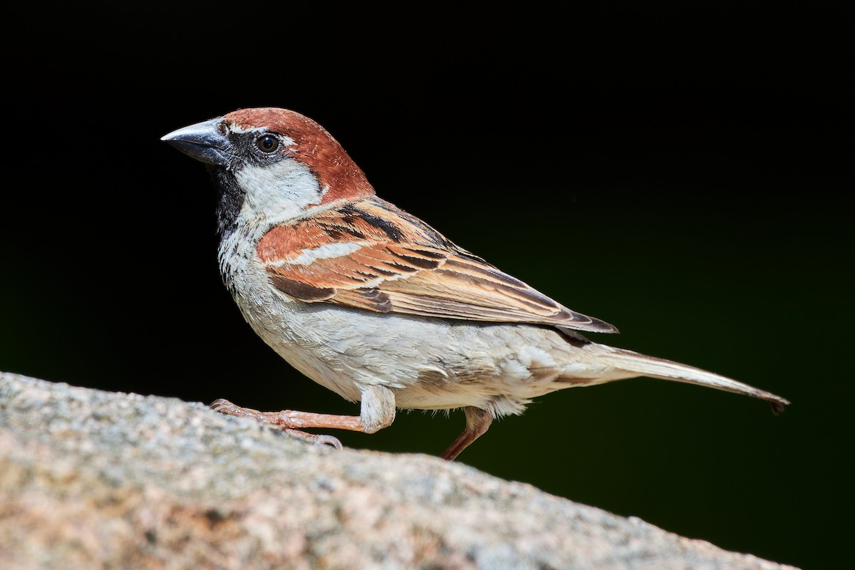 Moineau cisalpin - ML610423453