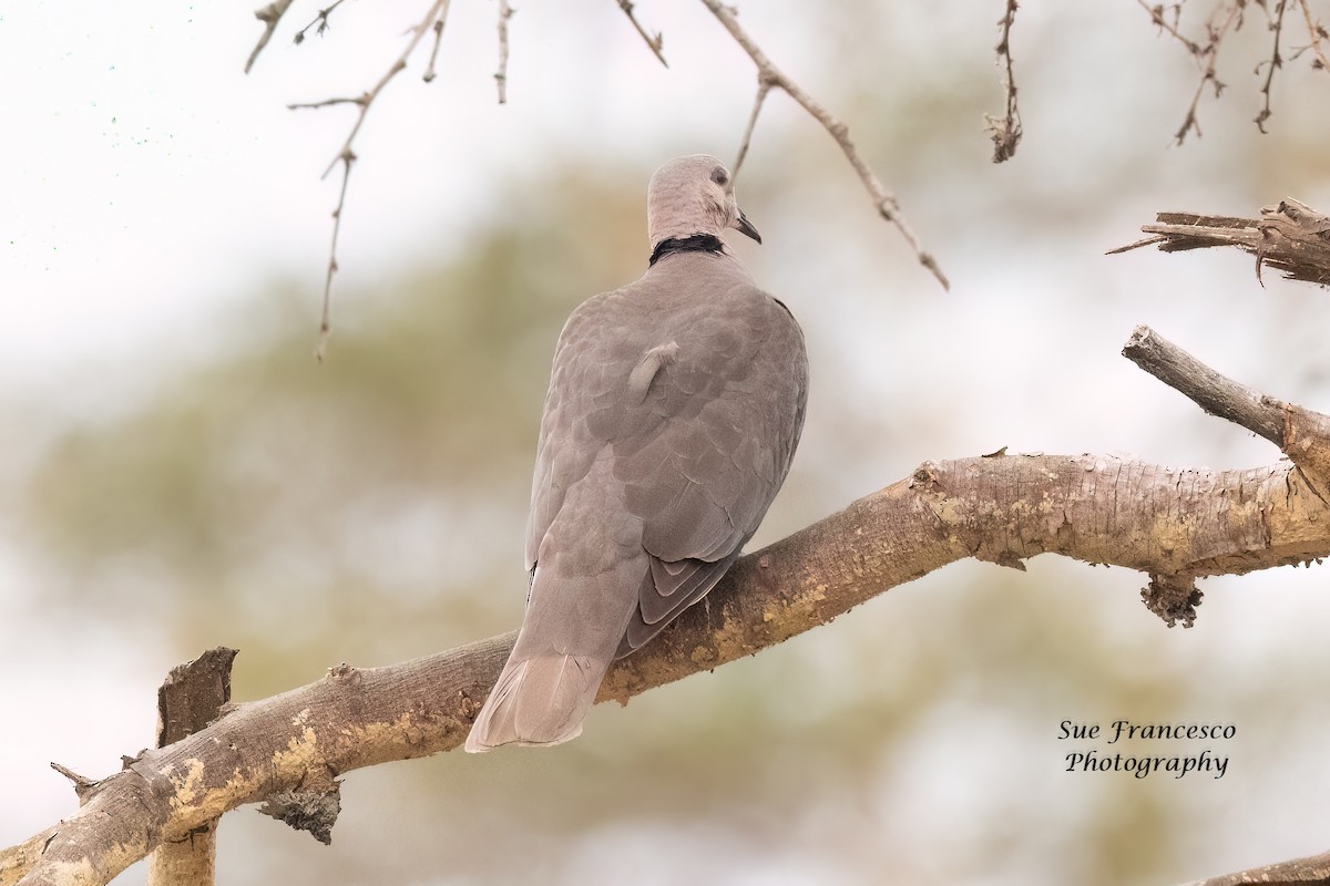 Red-eyed Dove - ML610423489