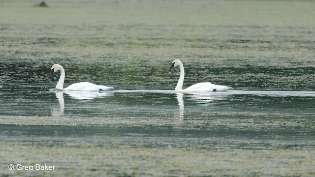 Trumpeter Swan - ML610423493