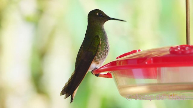 Buff-tailed Coronet - ML610423548