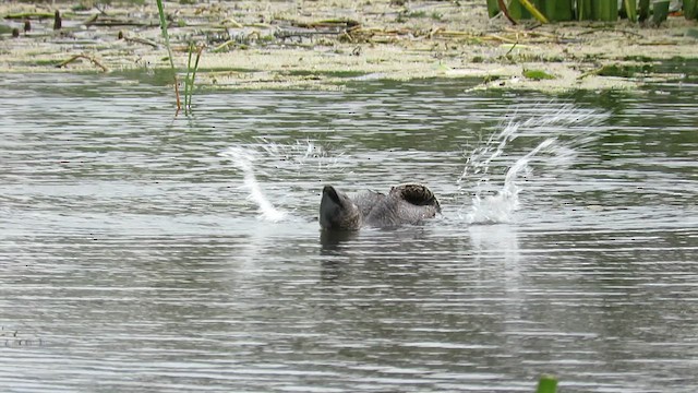 Musk Duck - ML610423578