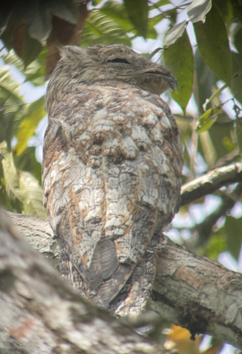 Great Potoo - ML610423726