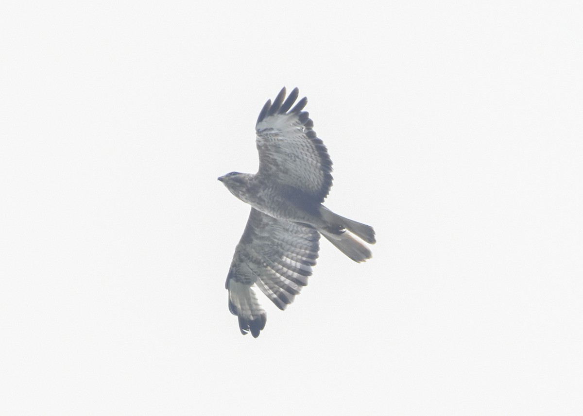 Common Buzzard (Steppe) - Sabarish  D