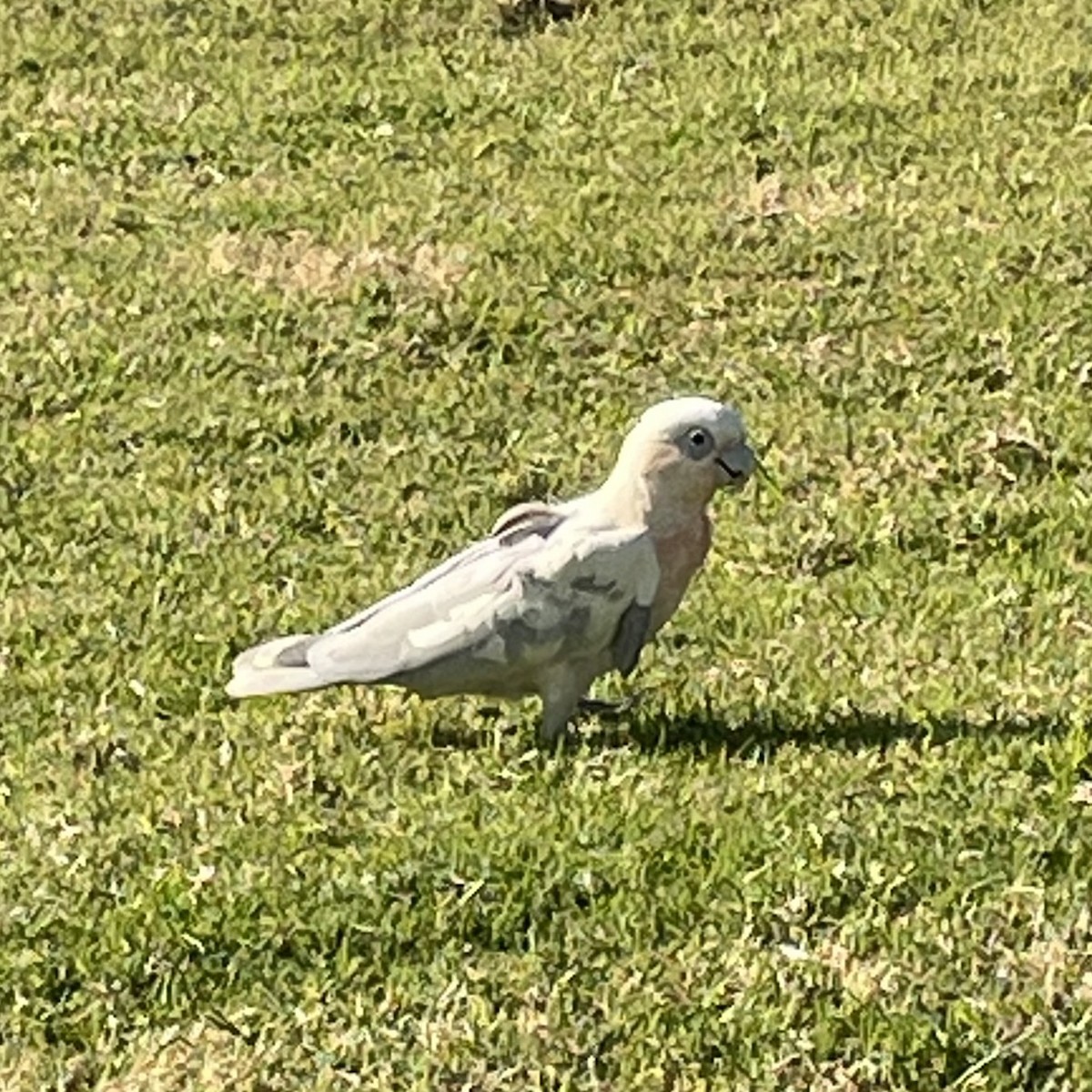 Galah x Little Corella (hybrid) - Isabella Southon