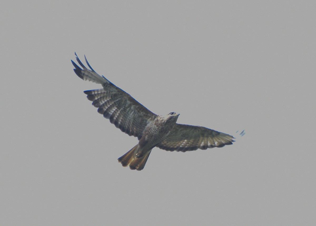 Common Buzzard (Steppe) - ML610423750