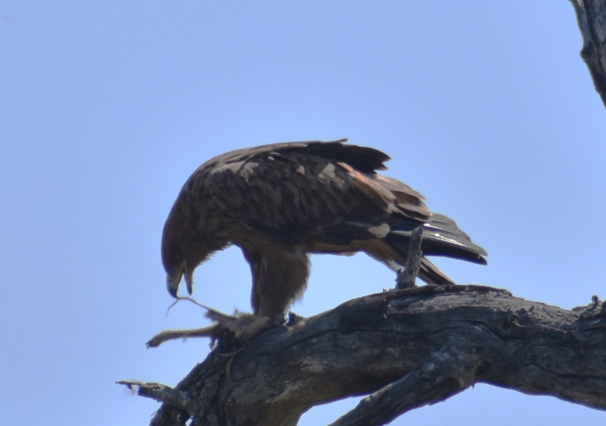 Tawny Eagle - ML610423775