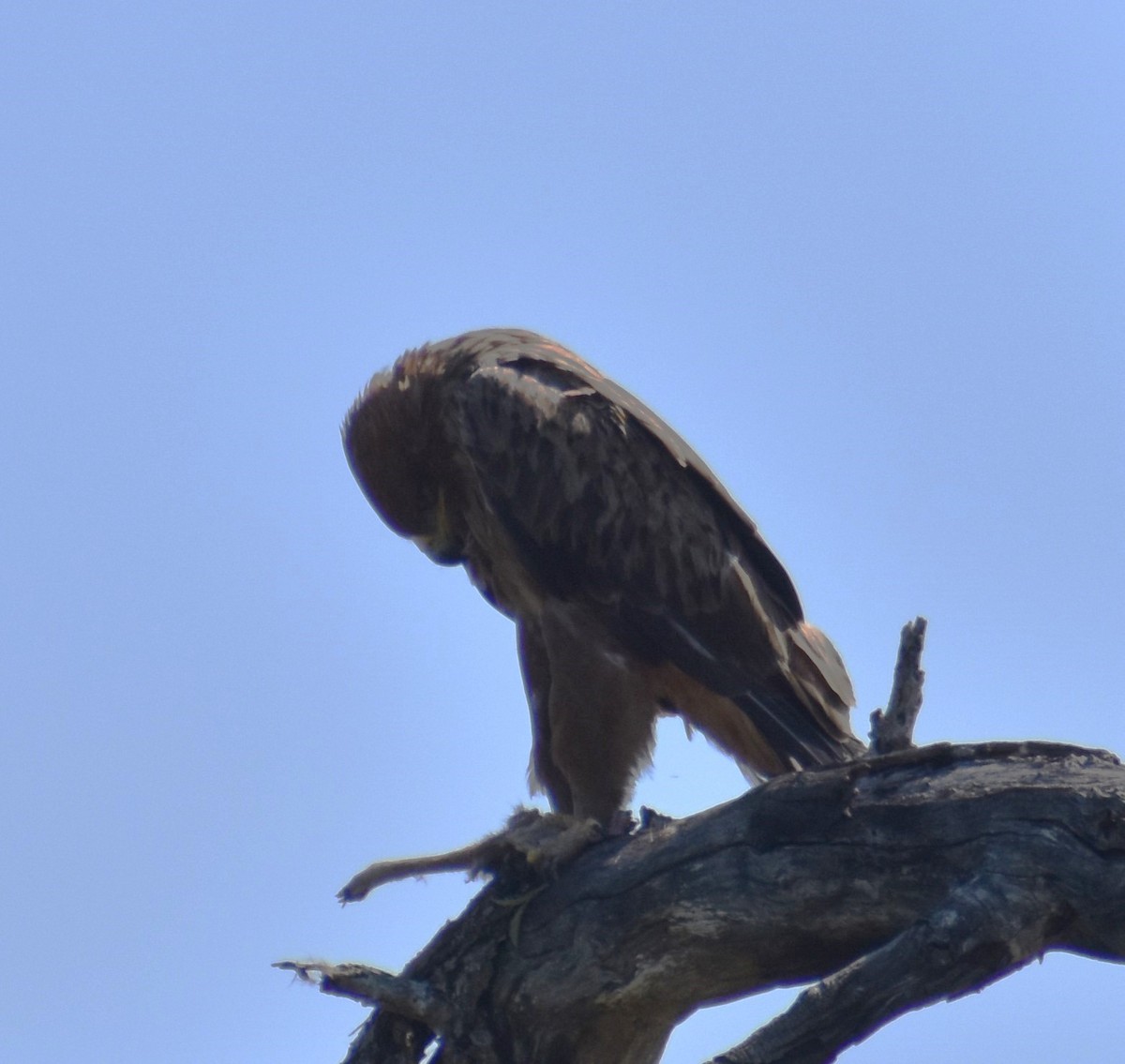 Tawny Eagle - ML610423780