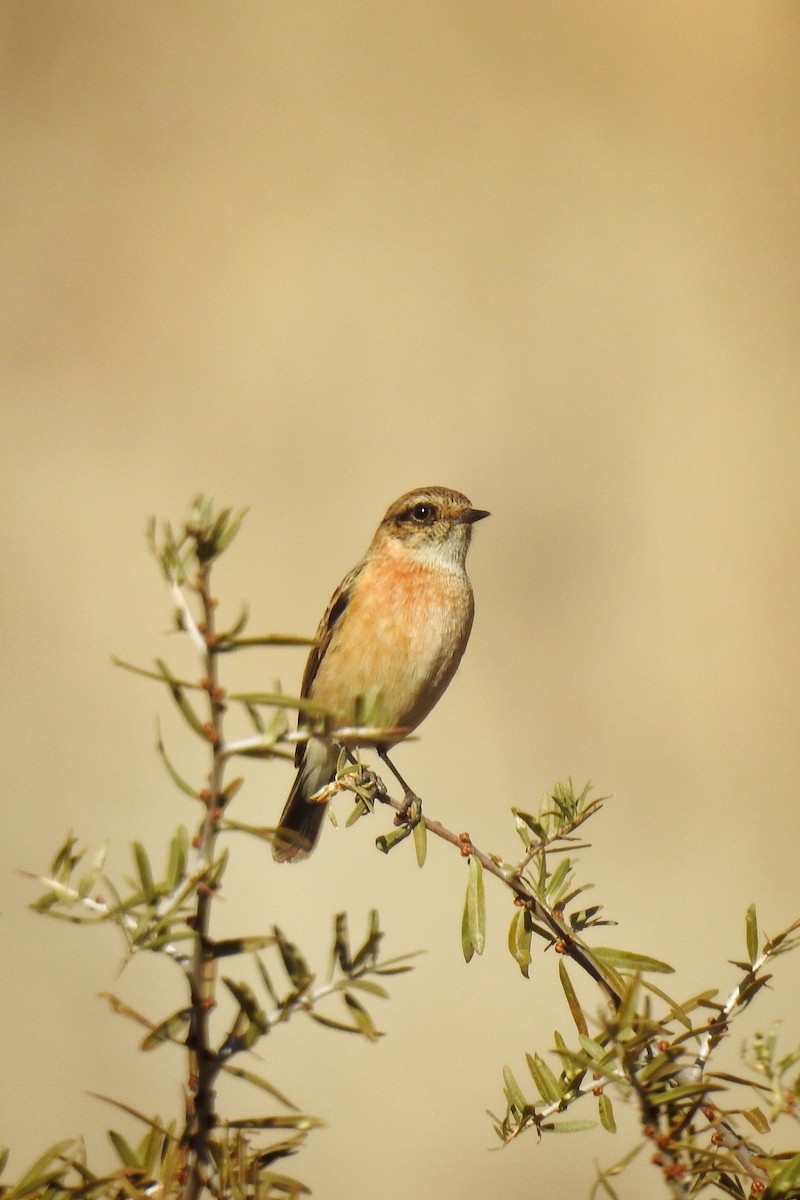 Siberian Stonechat - Akshay Rao