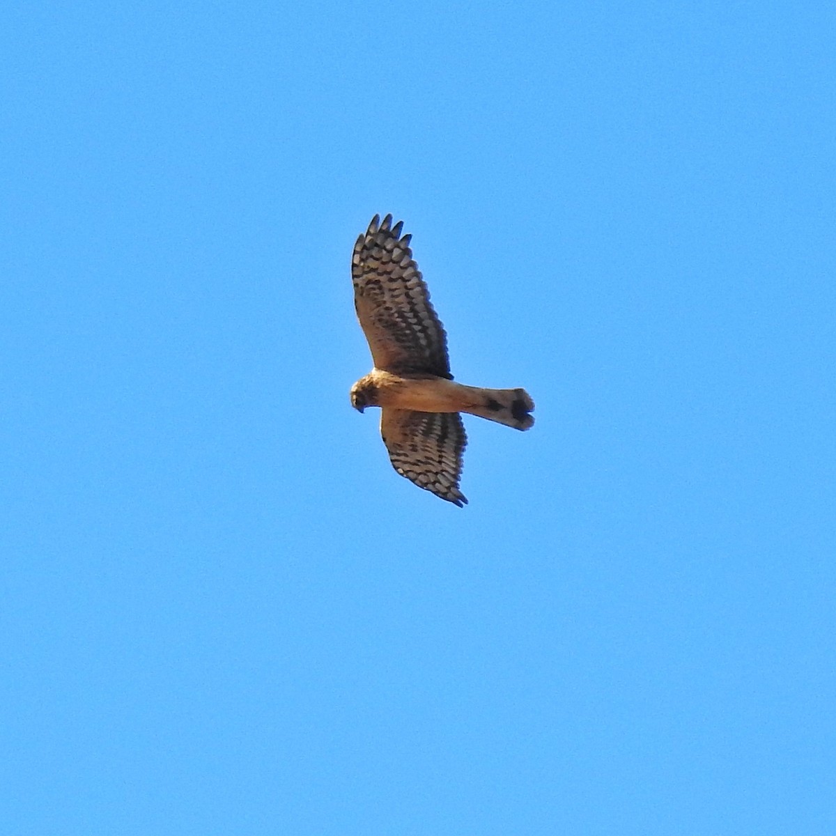 Hen Harrier - ML610423787